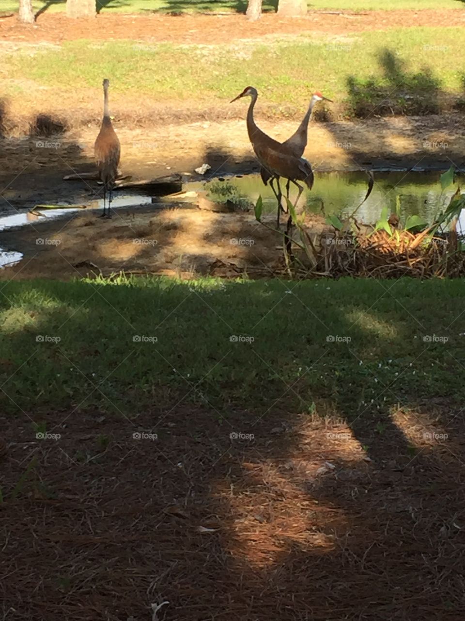 Cranes. Sand hill cranes. 