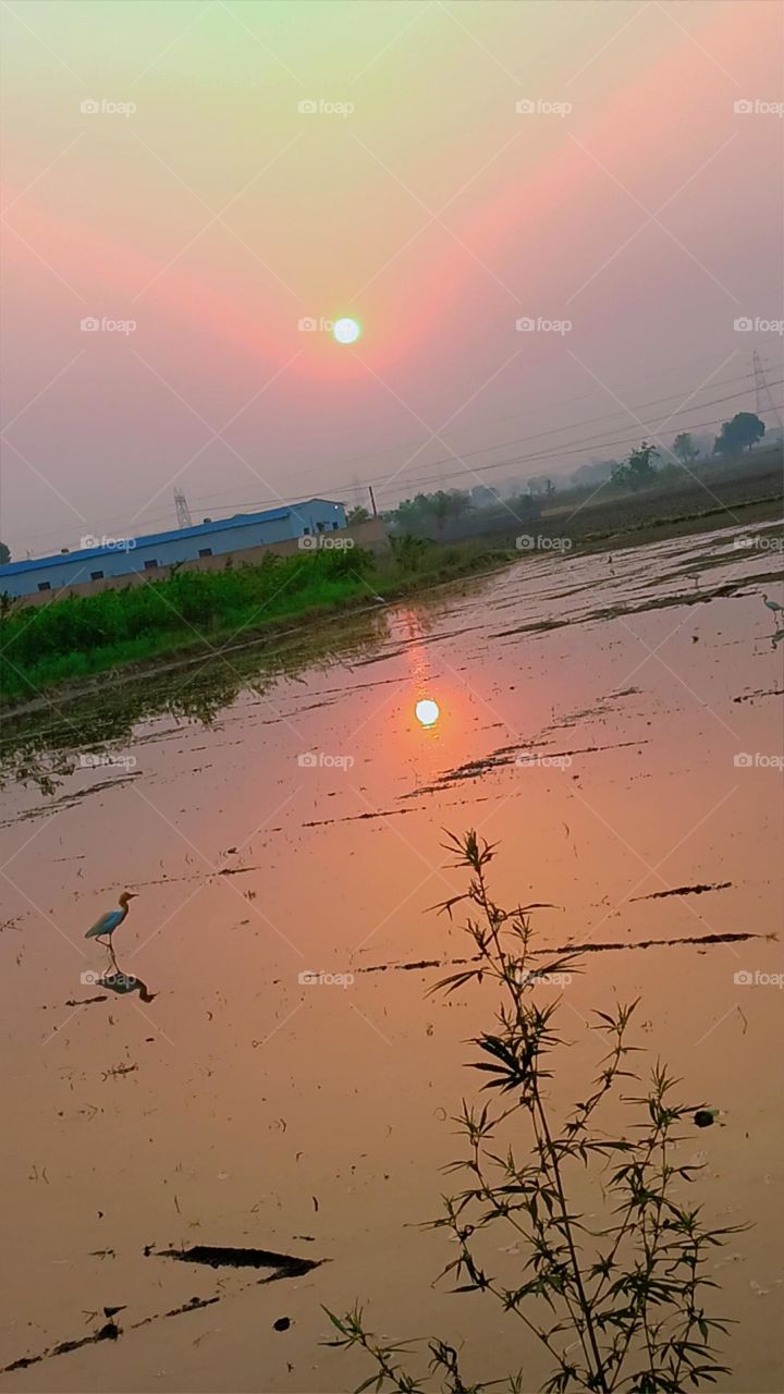 Morning view in fields