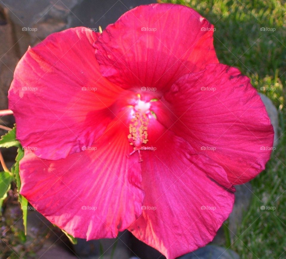 red hardy hibiscus
