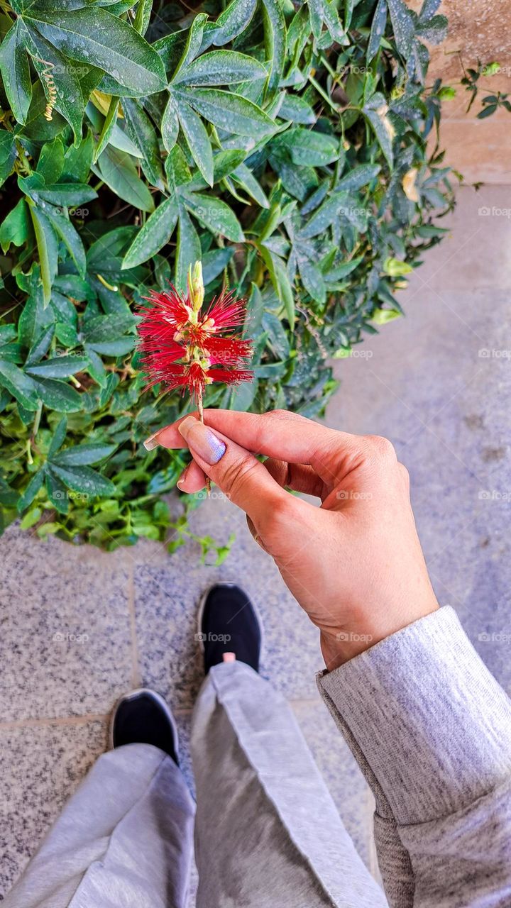 Red flowers, which are called needle flowers, are very beautiful❤️🥺