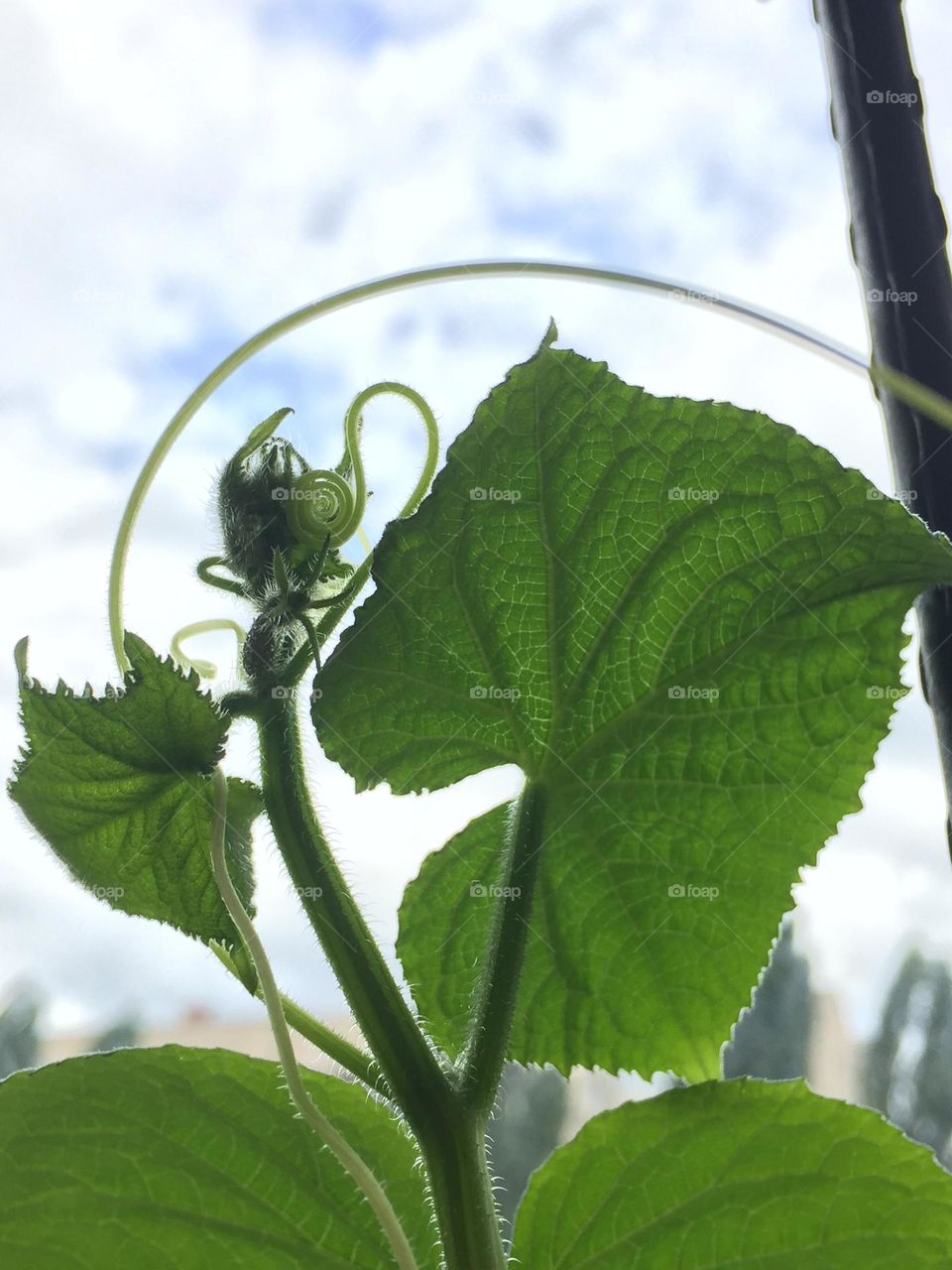 Cucumber plant 