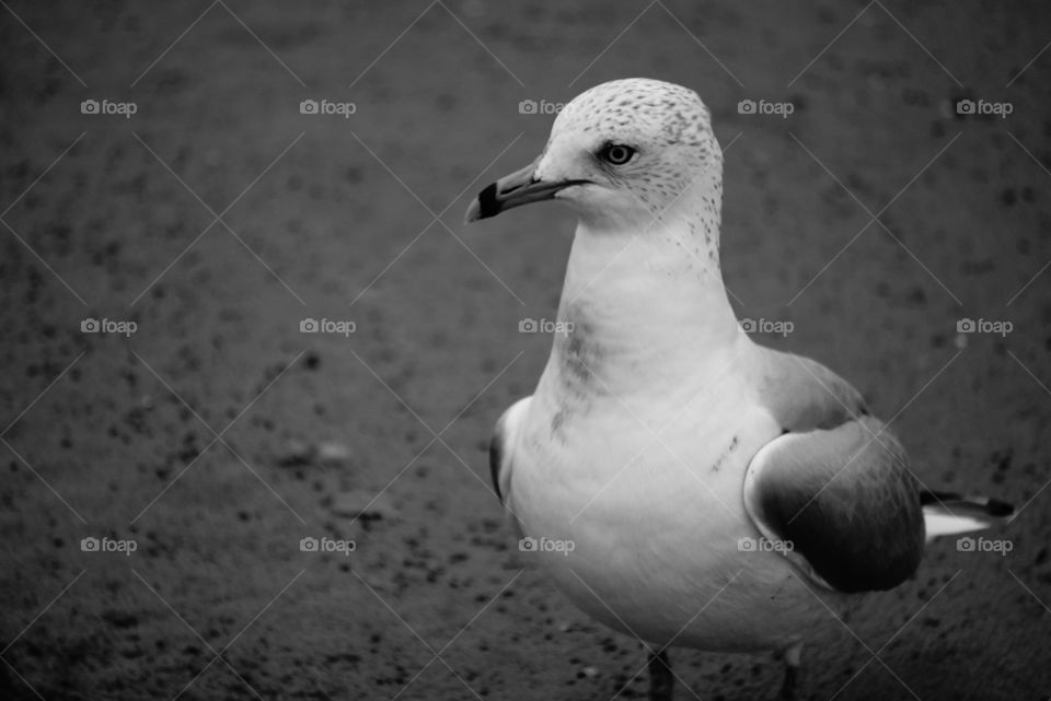Gull. Black and white profile of a ring-billed gull. 