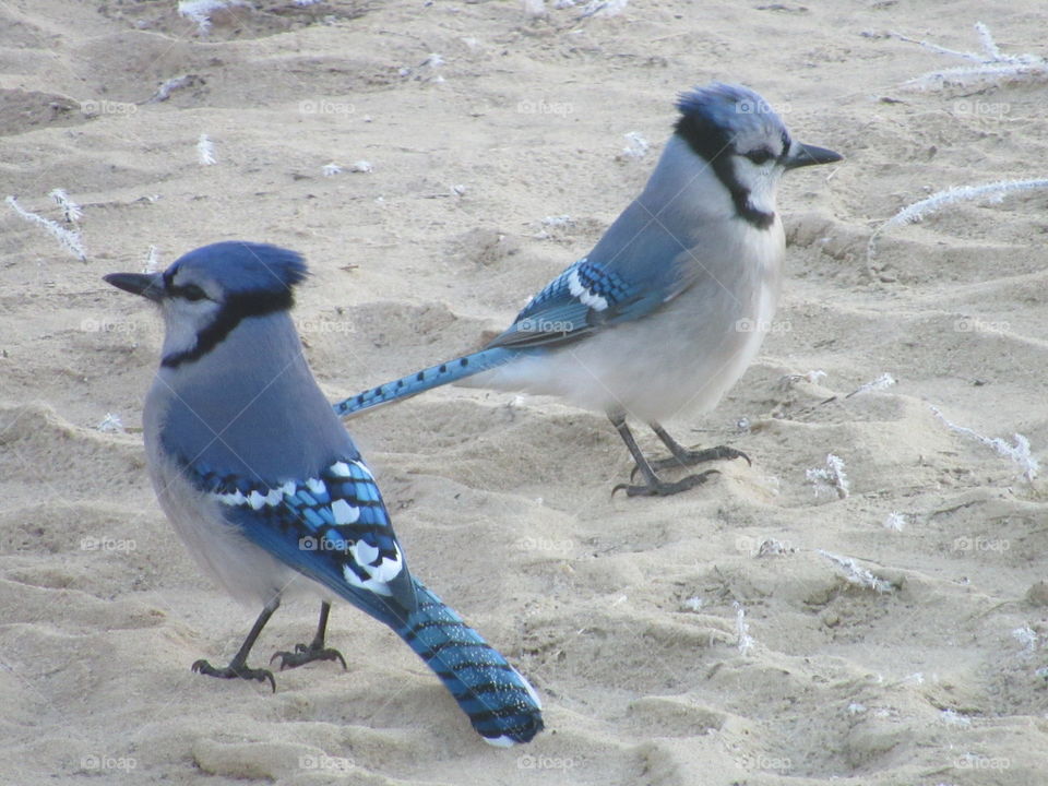 Two Blue Jays on frosty sand