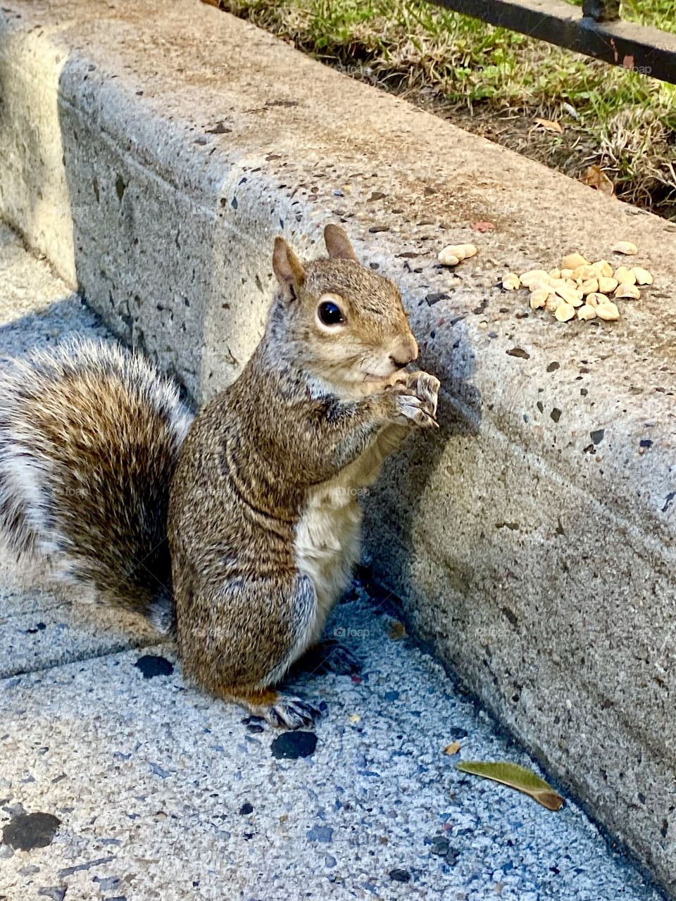 Squirrel with pile of peanuts 