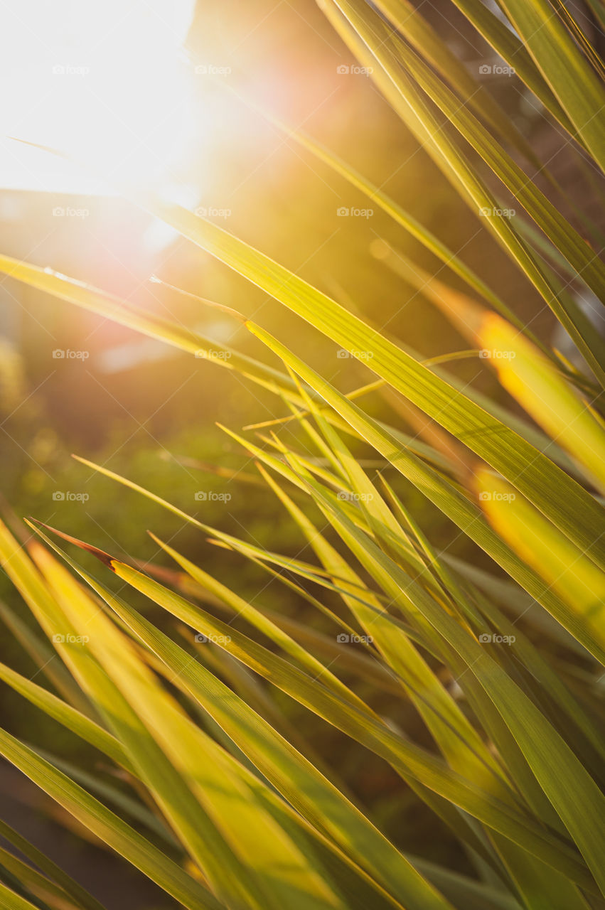 Mountain Cabbage Tree, Cordyline Indivisa long spike leaves against sunset.