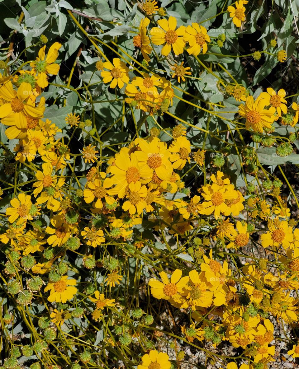 Yellow Flowers of the Desert Closeup