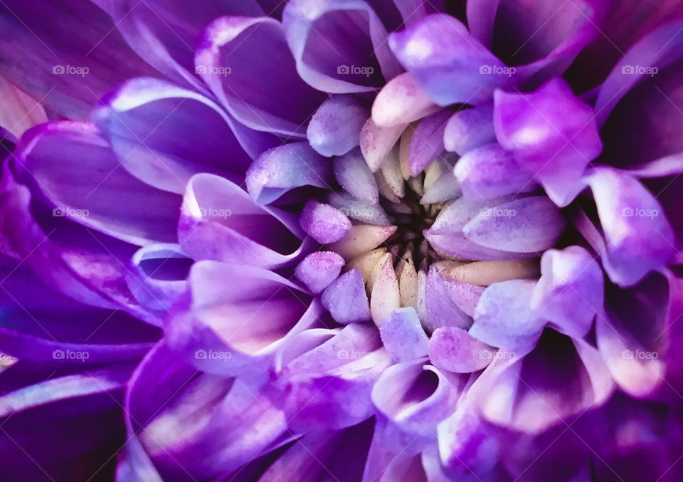 Purple mum flower up close clash of color
