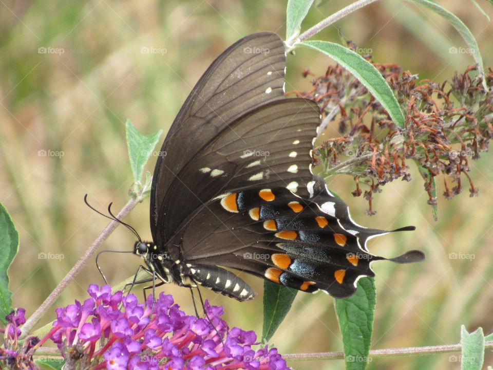 Butterfly, Insect, Nature, Outdoors, Summer