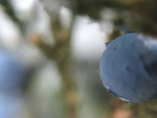 Berries