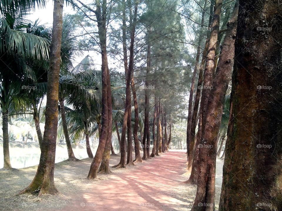 I think tree make a road more beauty. do you agree with me??
location: Dhaka, Bangladesh