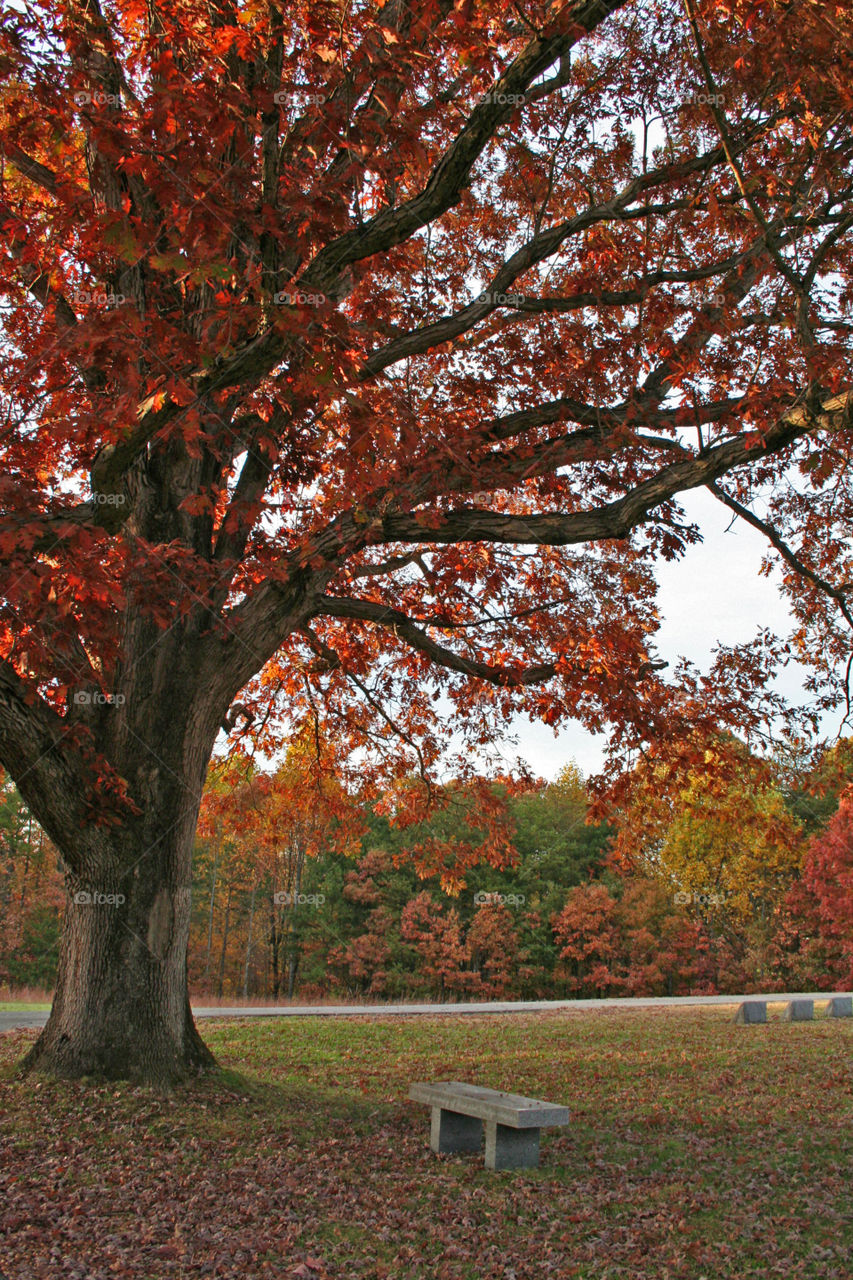 The Bench and the Tree 