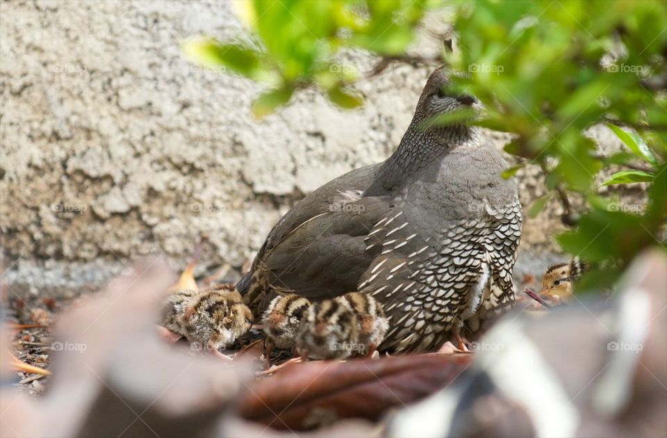 Quail and babies