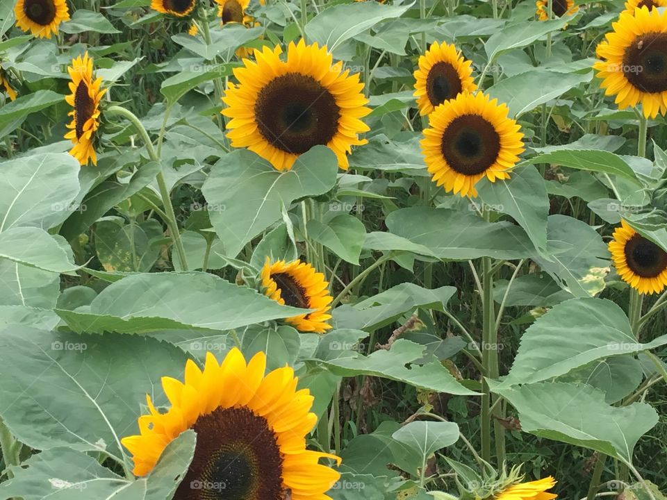 A field of beautiful sunflowers.