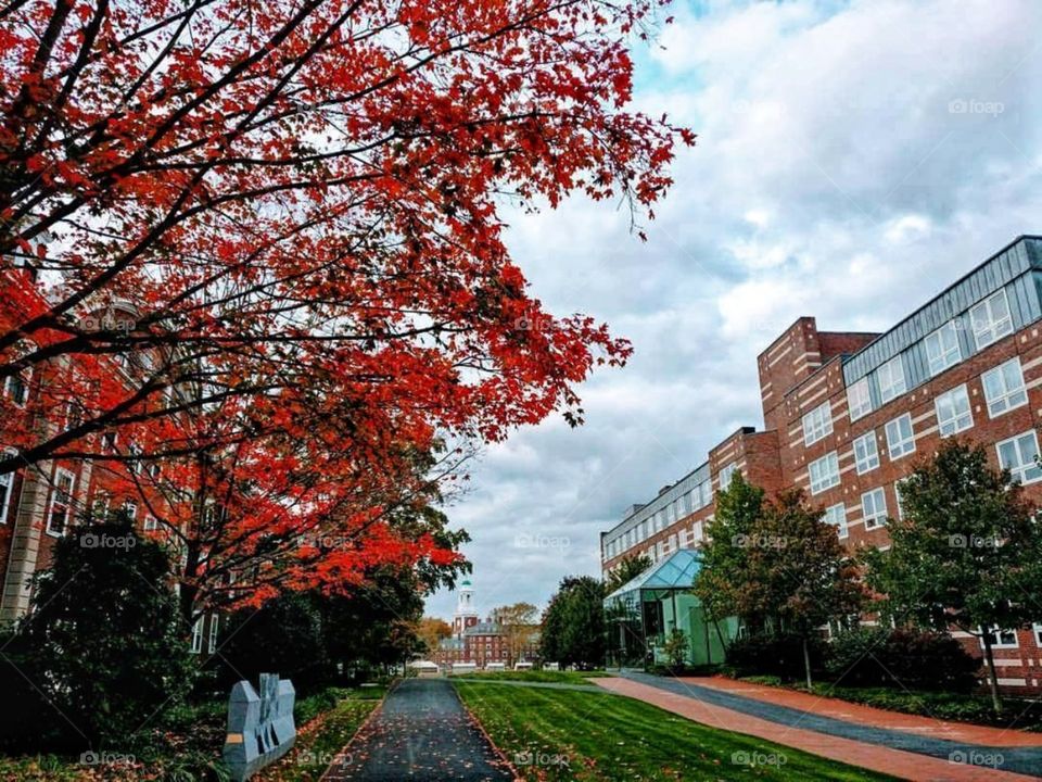 Fall colors at HBS - Howard business school. USA