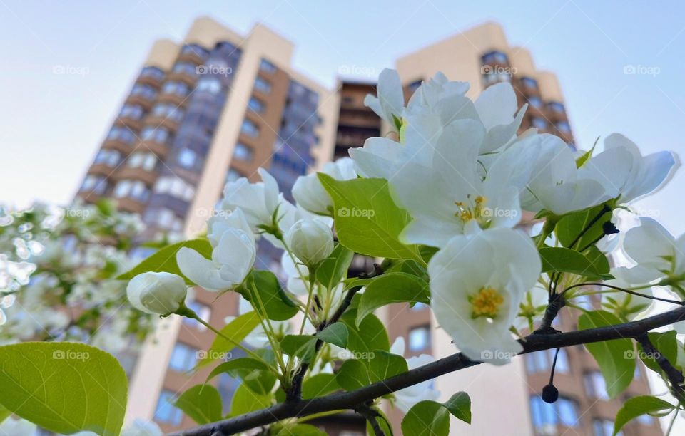 Plants in the City 💚🏢 Spring time 💚🏢