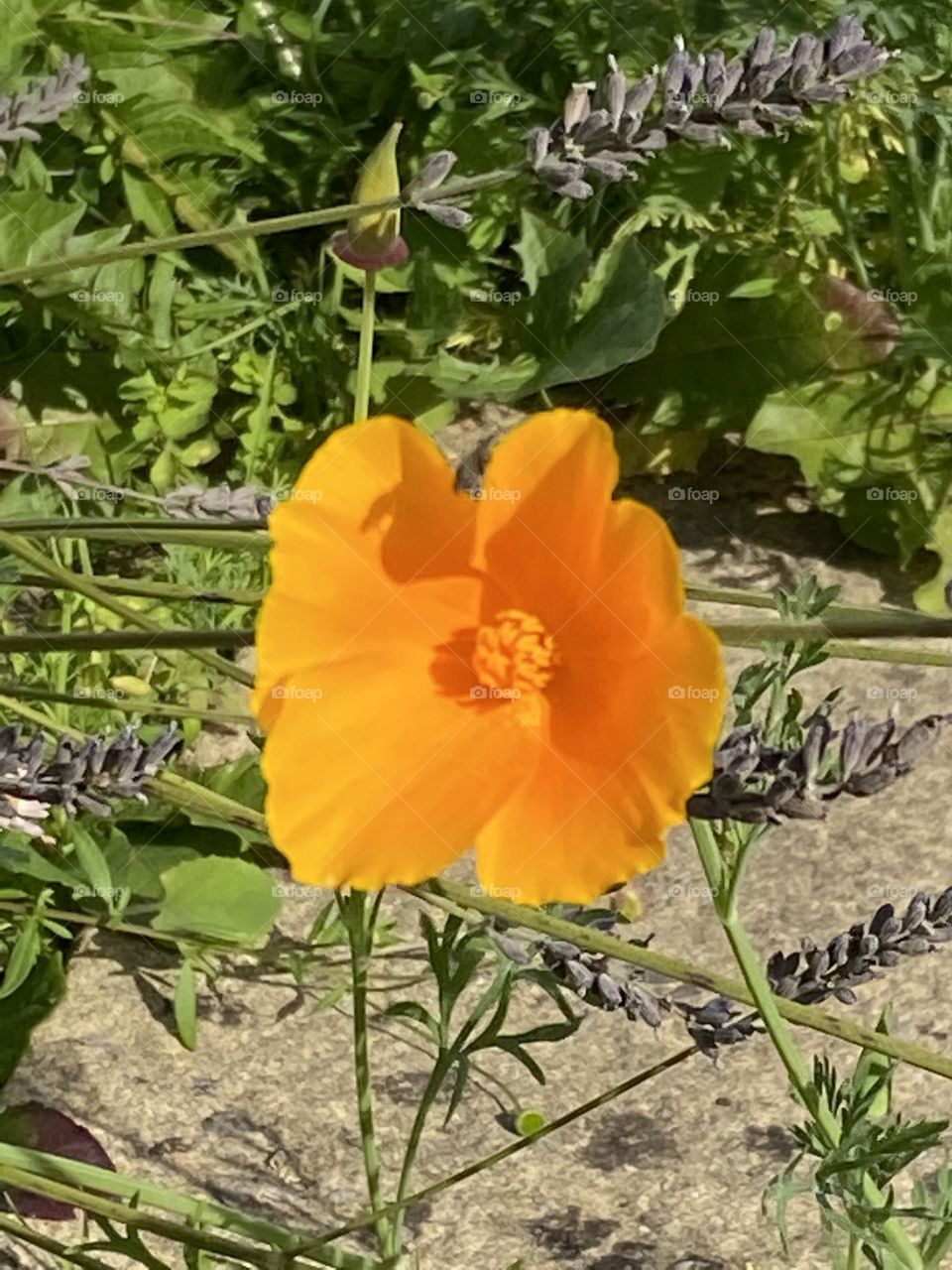 A wld orange/yellow flower surrounded by some lovely nature. A flower of great beauty to cheer us, in these most difficult of times.