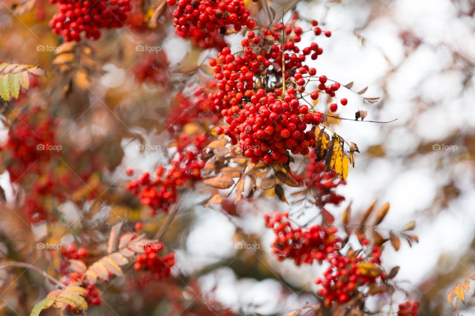 Rowanberry tree with lots of red berries in the fall