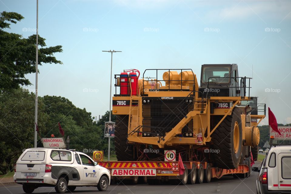 The Cat's Arrival In The Country