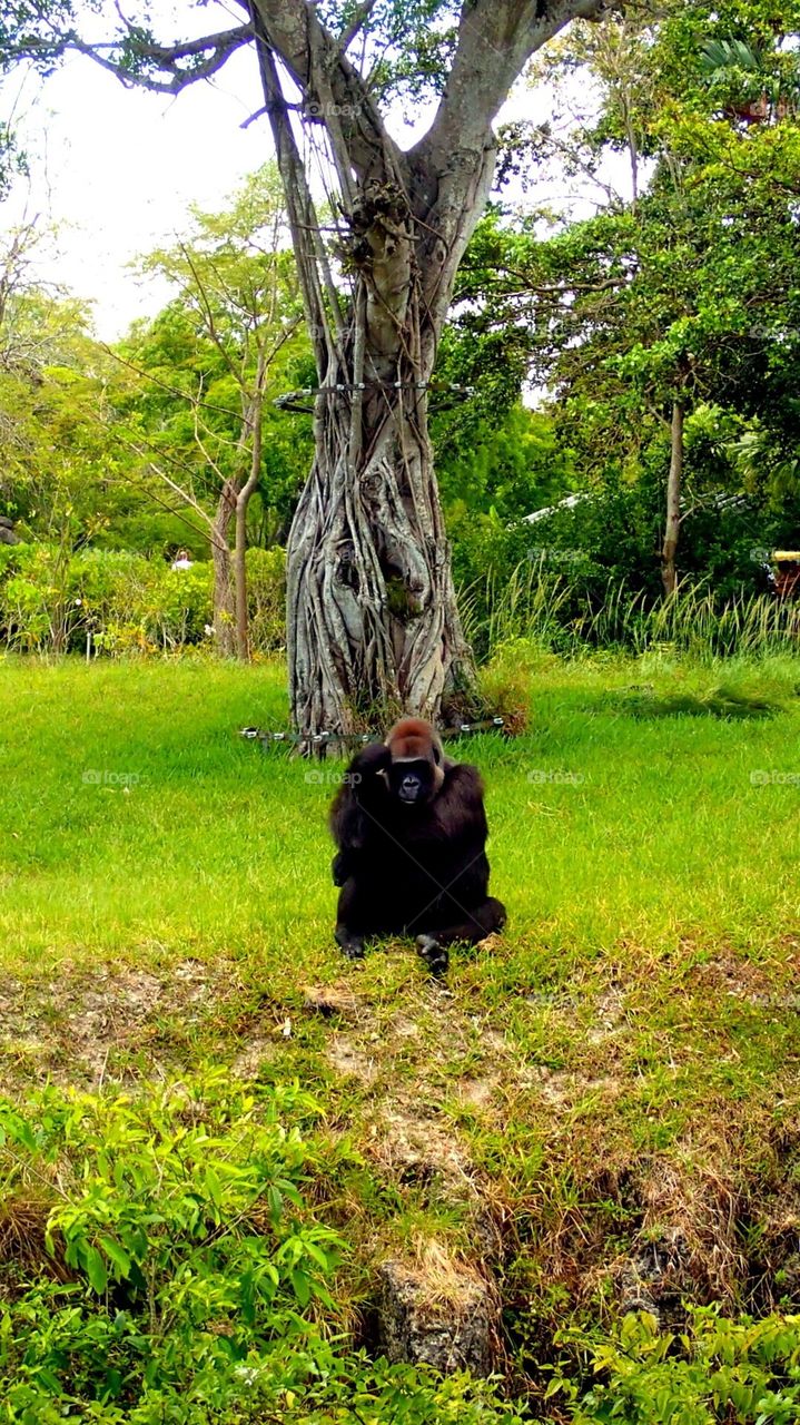 A Thinking Ape