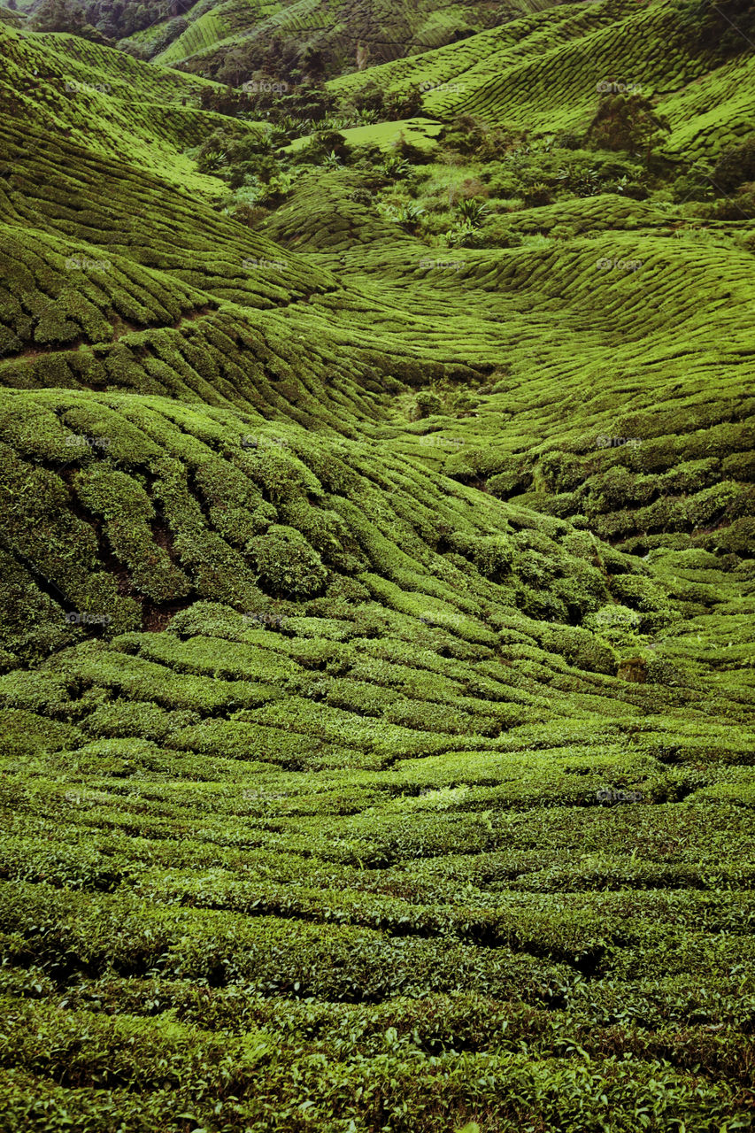 Tea plantation