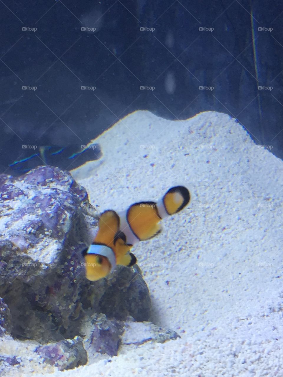 Nemo. Clown fish