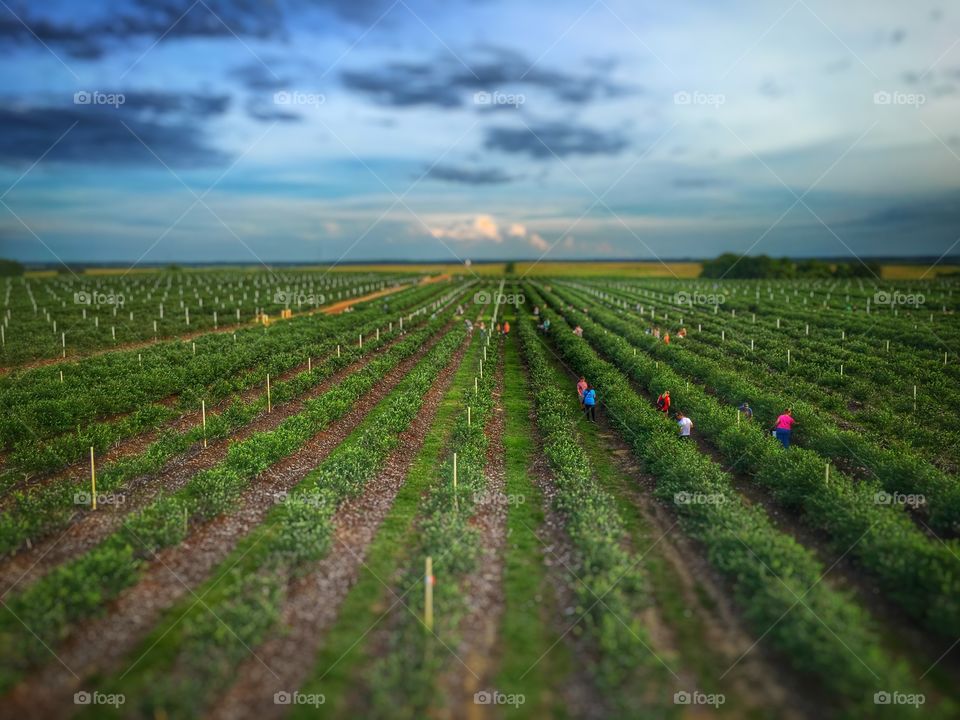Blueberry Farm