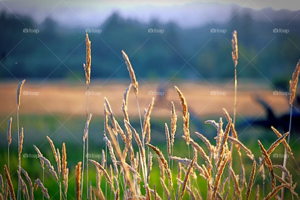 Across the meadow