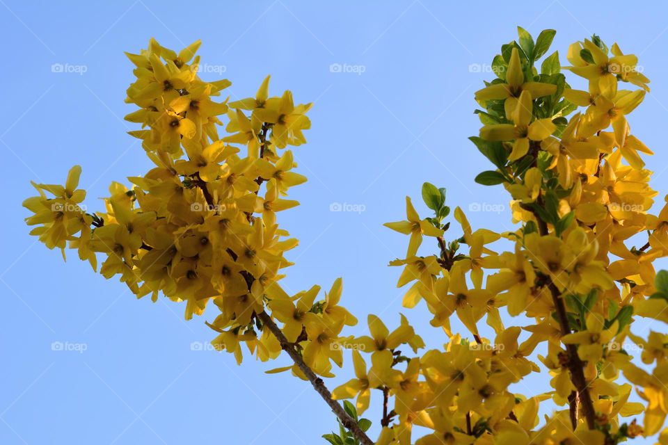 beautiful yellow flowers blue sky background spring nature