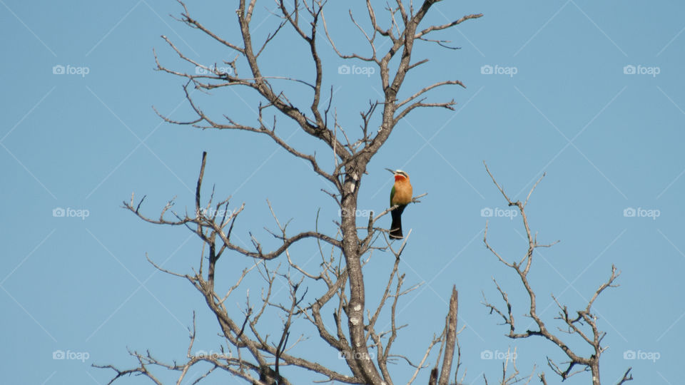bee eater