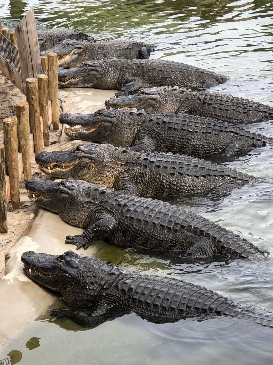 A group of alligators lined up in the water