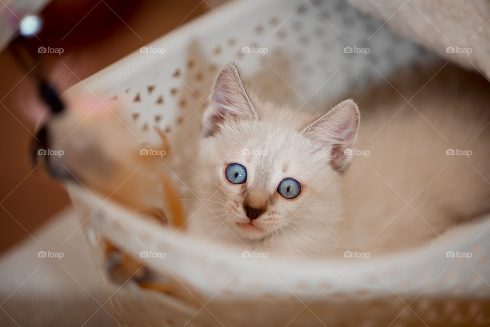 Little Tibet color-point kitten playing 