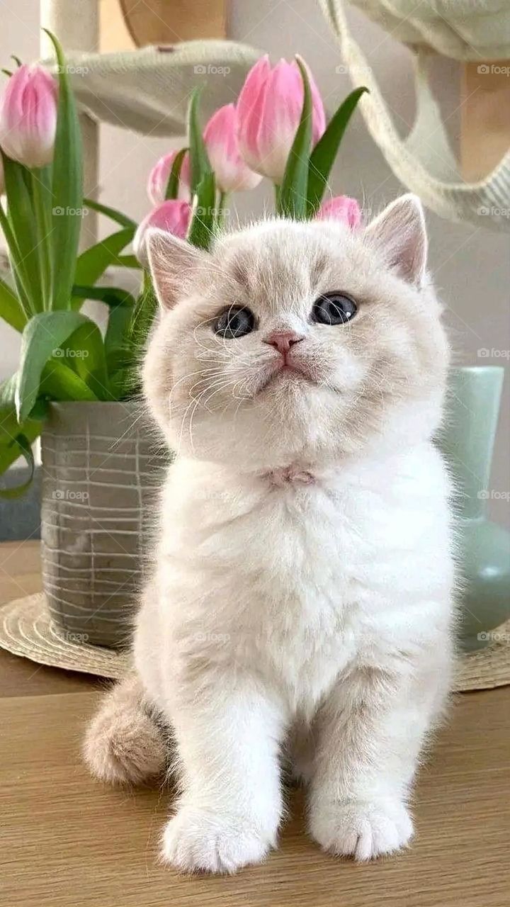 A very beautiful picture, and there is no better picture than it. There is no better picture of green herbs and colorful, red and white roses than it. Glory be to God, the natural and picturesque view, and there is no more