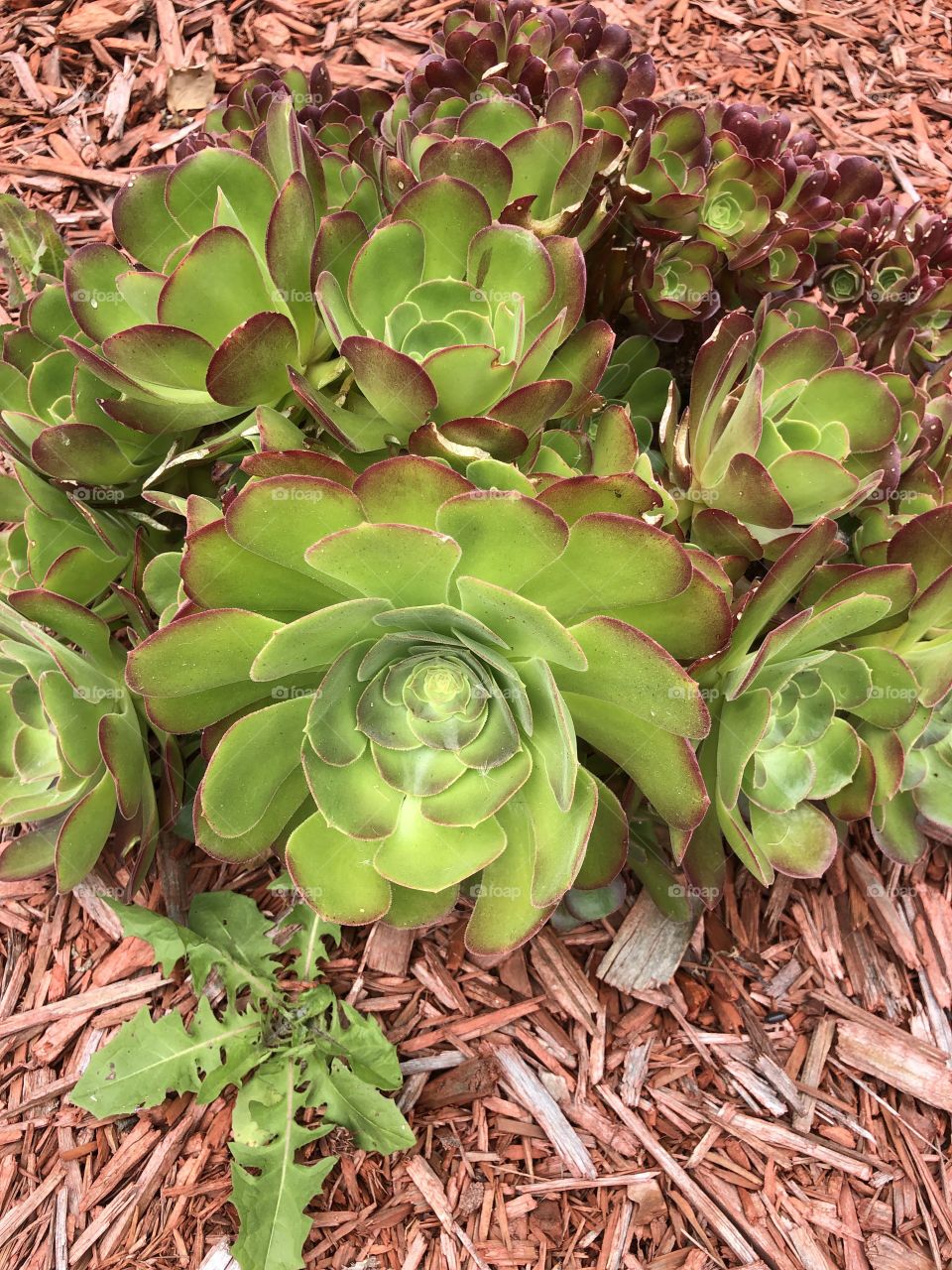 Gorgeous Succulents thriving in the California sun!
