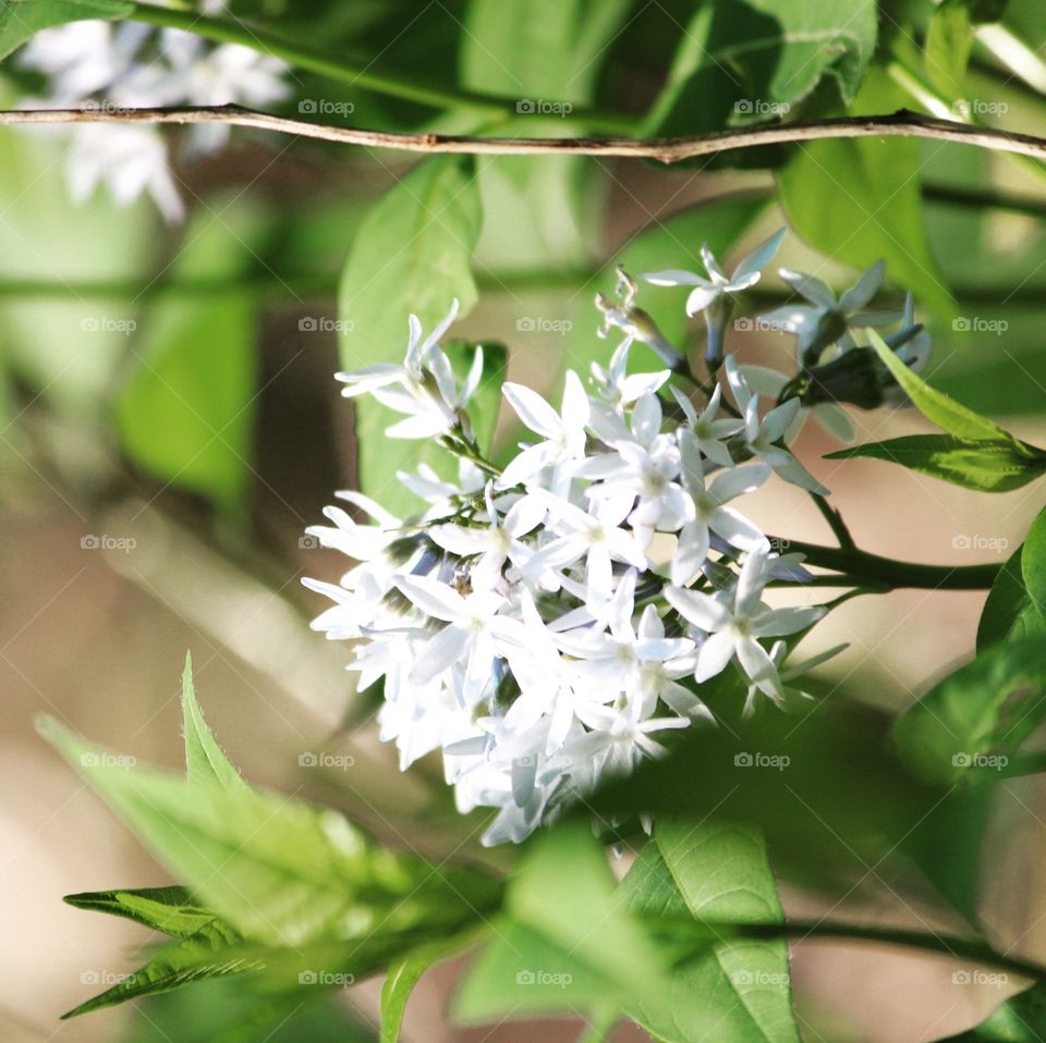 White Flower