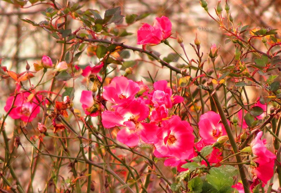 Spring blossom