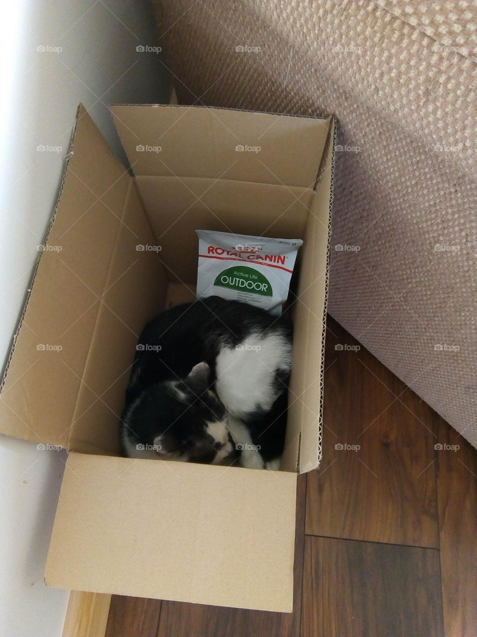 Cat in the box