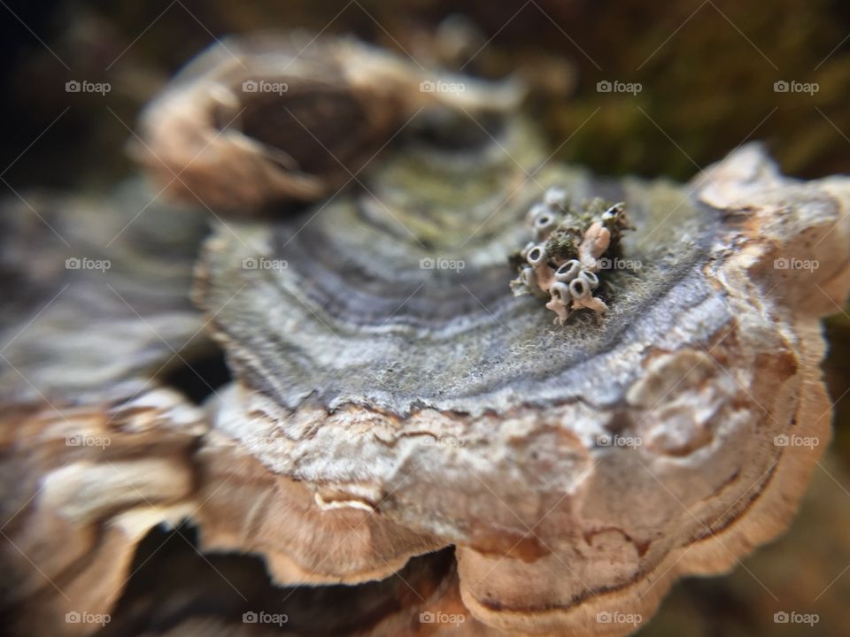 Macro shelf mushroom
