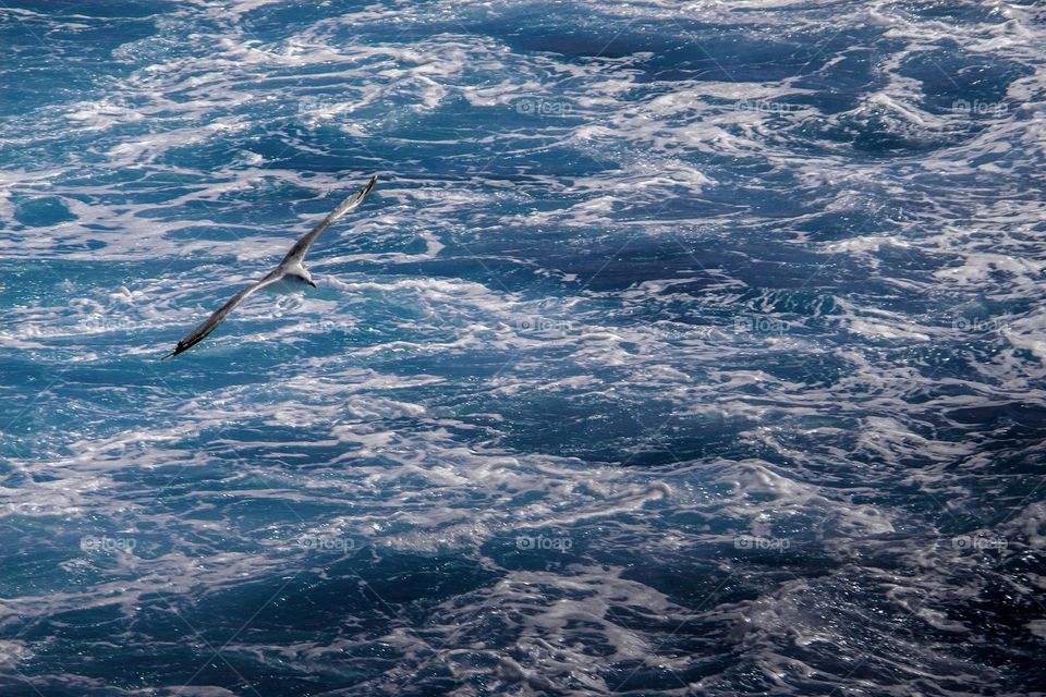 Seagull above retless sea