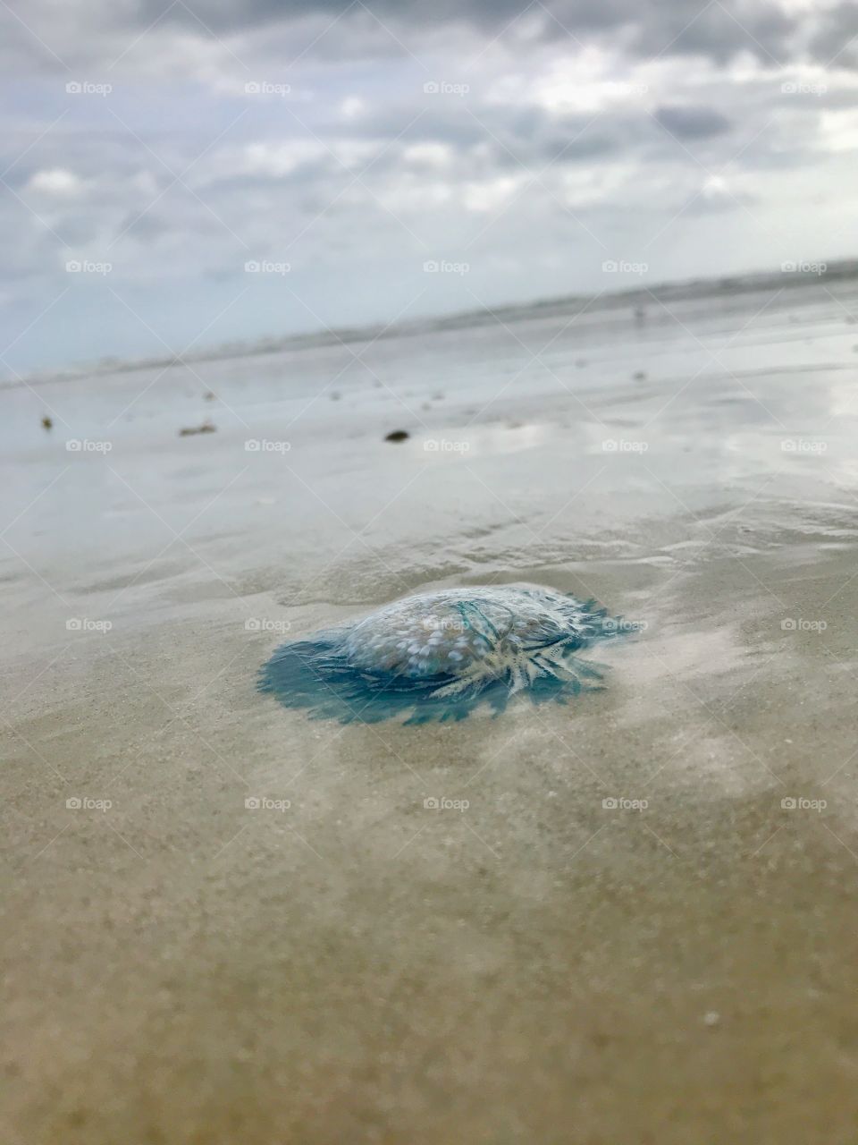 Blue button jellyfish on shore 