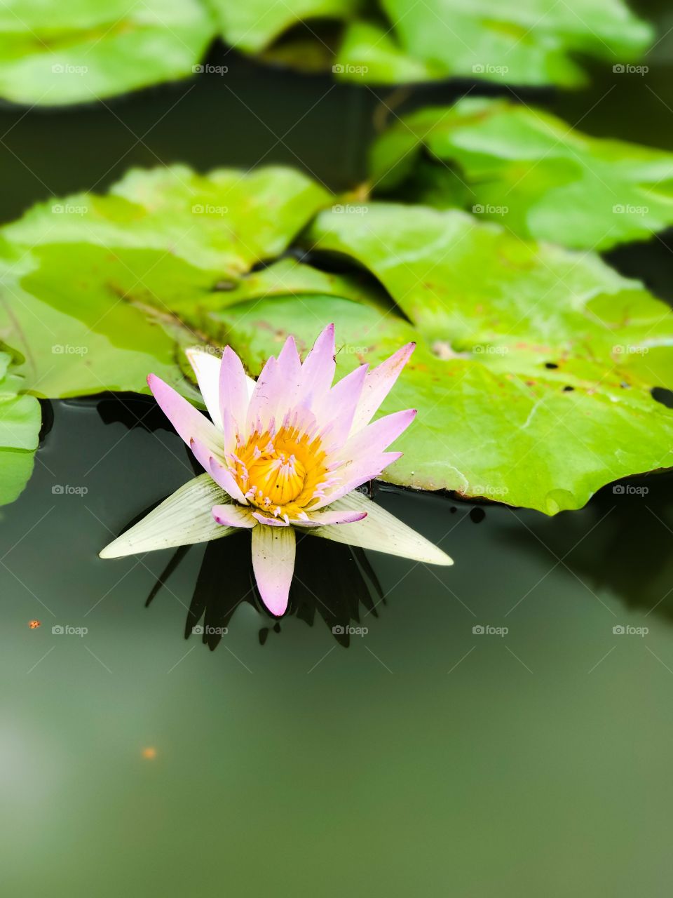 Lotus Flower in Pond 