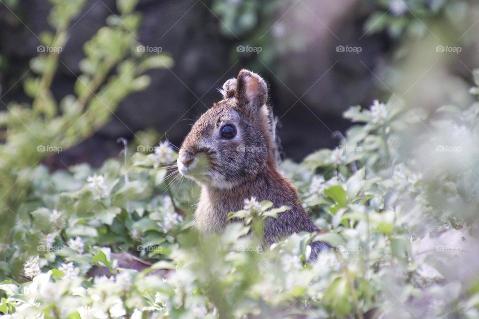 Cute rabbit in spring