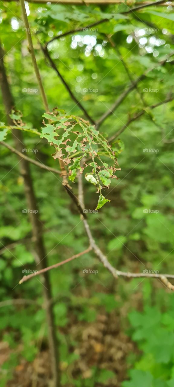 bizarre tree leaves