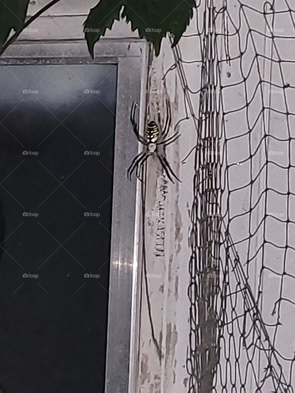 Spider's Zipper Web