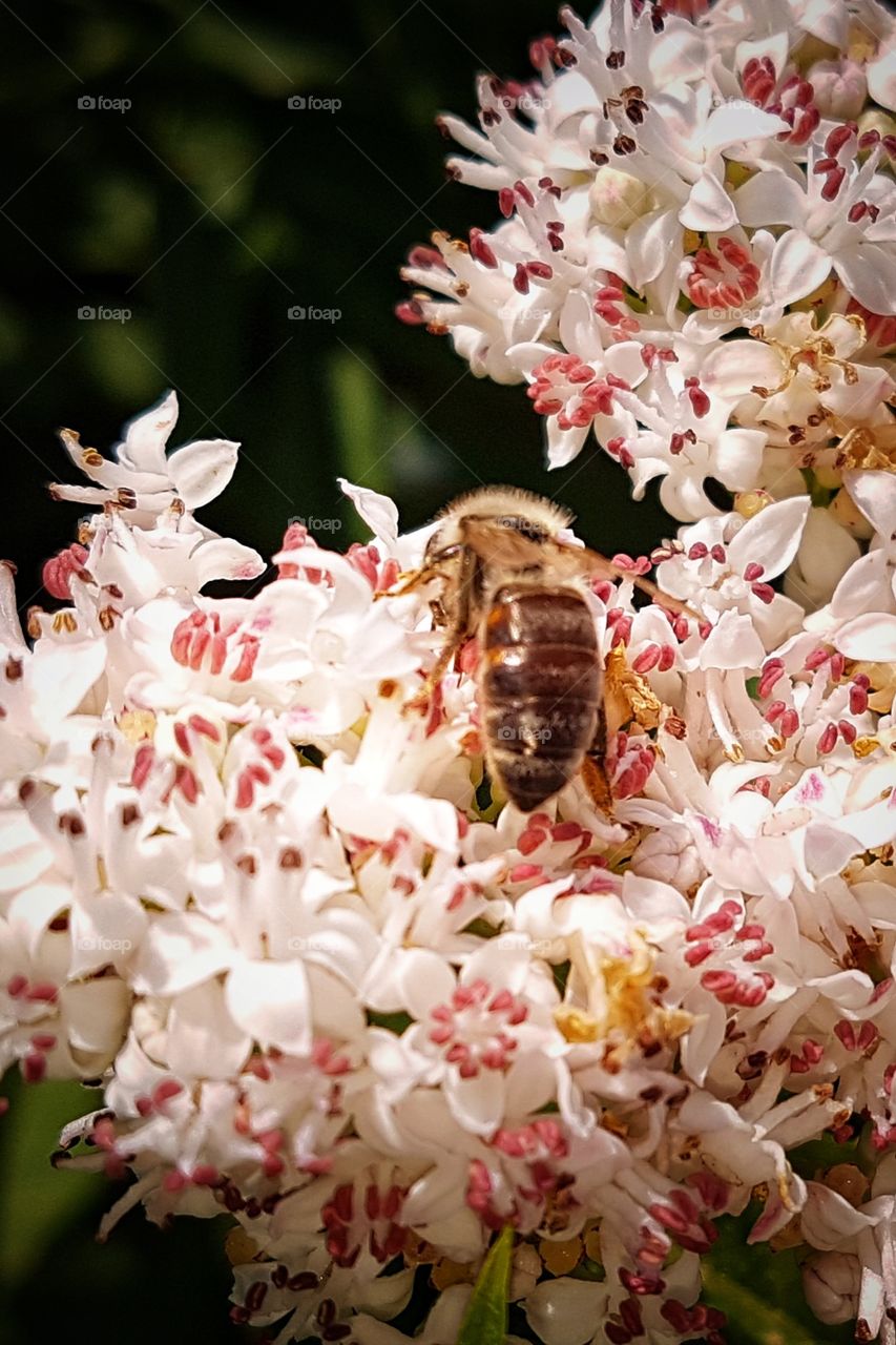 bee