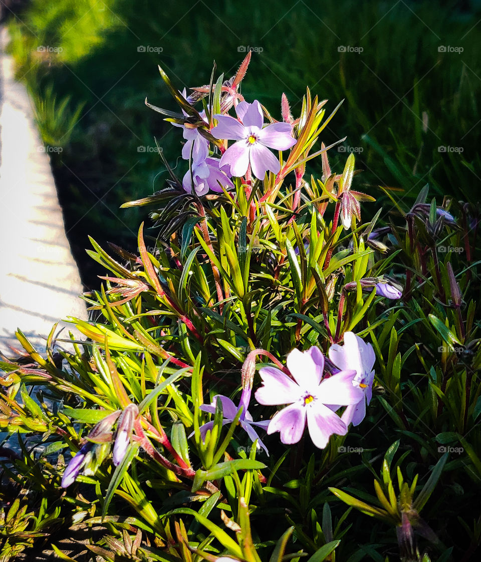 Flower, Nature, Flora, Garden, Blooming