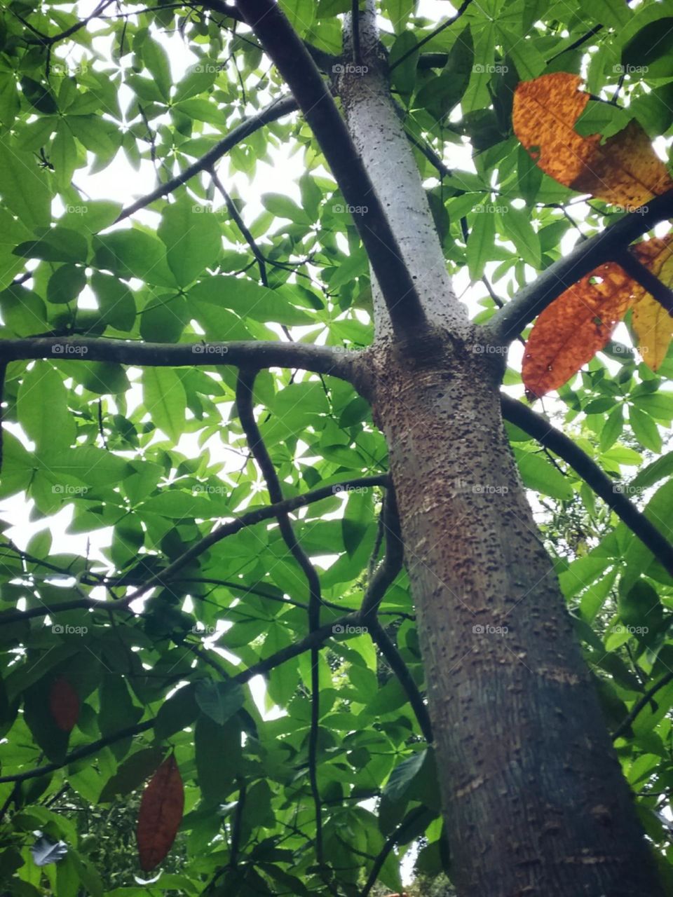 Brincando com todos os tons de cores possiveis.