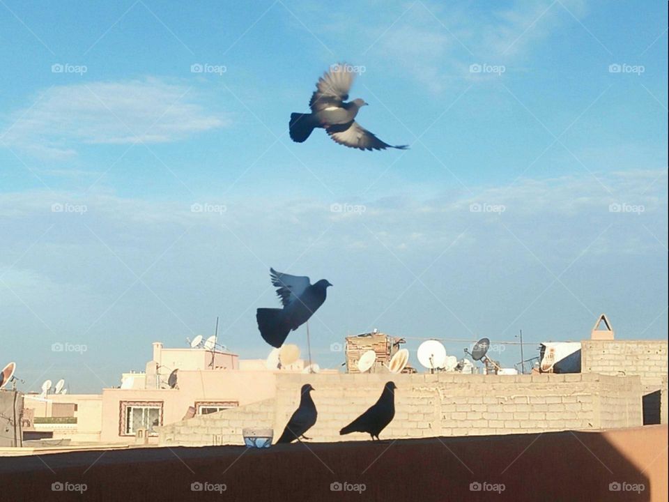 beautiful flight of pigeons bird. p