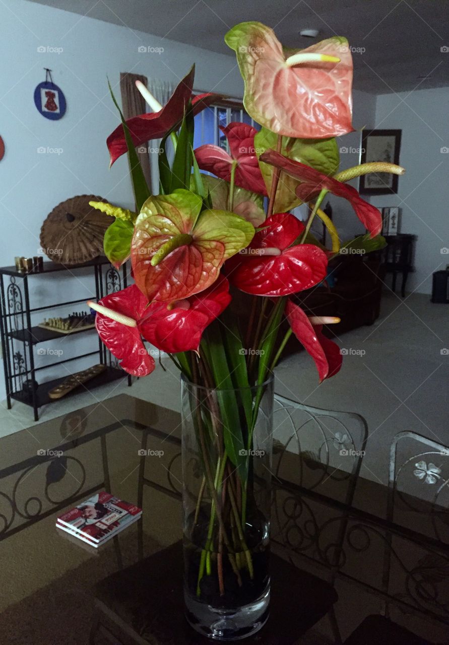Nothing in the Room Can Compare to these Anthuriums 