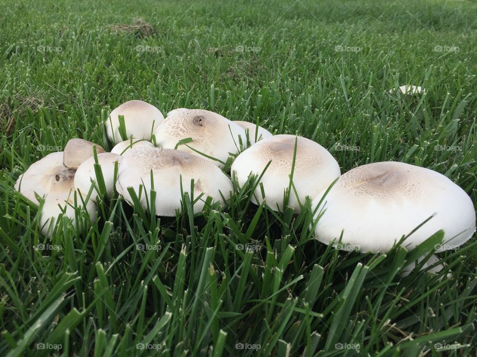 Smooth round white mushrooms