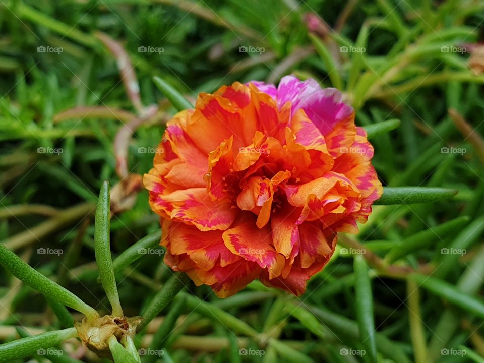  Portulaca Grandiflora or Moss-rose